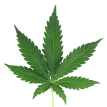 wonderful hemp stories